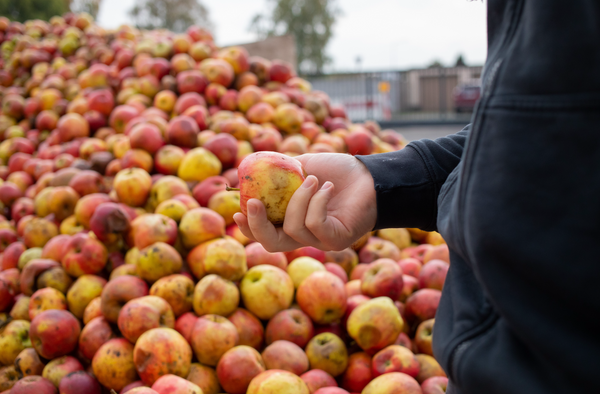 Person mit Apfel in der Hand vor einem Apfelhaufen
